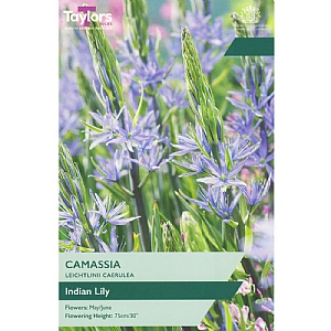 Camassia Leichtlinii Caerulea (3 Bulbs)