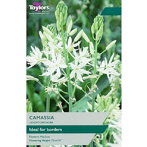Camassia Leichtlinii Alba (3 Bulbs)