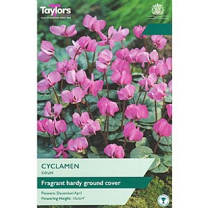 Cyclamen Coum (2 Bulbs)
