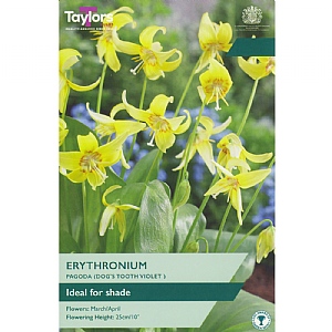 Erythronium Pagoda (2 Bulbs)