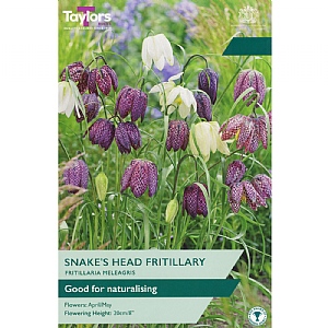 Fritillaria meleagris Mixed (9 Bulbs)