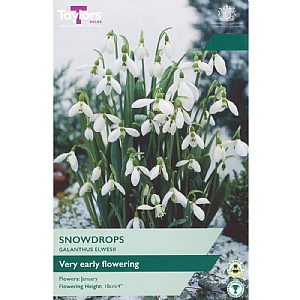 Galanthus Elwesii (7 Bulbs)
