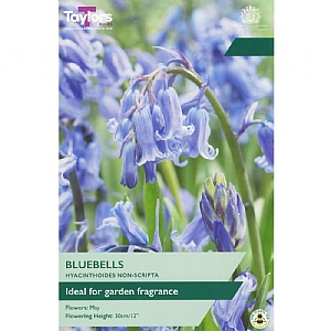 Bluebells (Hyacinthoides Non-Scripta) (5 Bulbs)