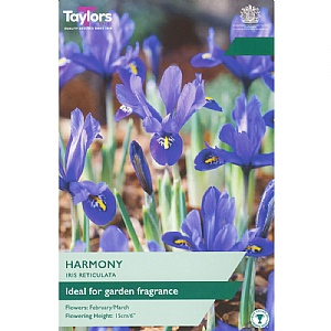 Iris reticulata 'Harmony' (10 Bulbs)