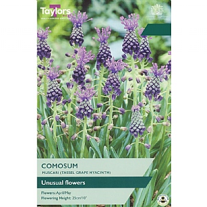 Muscari Comosum (10 Bulbs)
