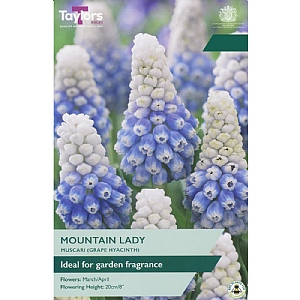 Muscari Mountain Lady (20 Bulbs)