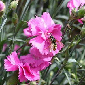 Dianthus Tickled Pink