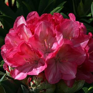 Rhododendron Fantastica - 3 Ltr Pot