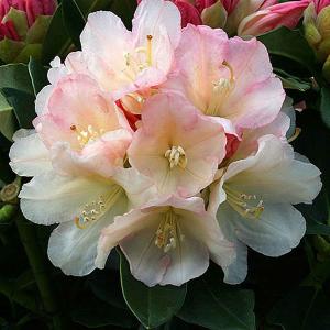 Rhododendron Golden Torch - 3 Ltr Pot