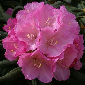 Rhododendron Morning Cloud - 3 Ltr Pot
