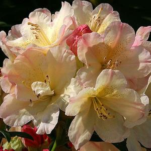 Rhododendron Percy Wiseman - 7.5 Ltr Pot