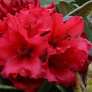 Rhododendron Titian Beauty - 3 Ltr Pot