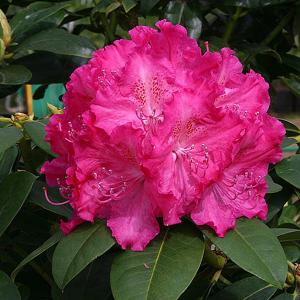 Rhododendron Germania - 7.5 Ltr Pot