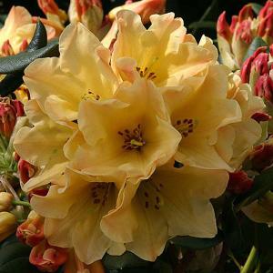 Rhododendron Nancy Evans - 3 Ltr Pot