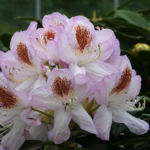 Rhododendron Mrs. T H Lowinsky - 7.5 Ltr Pot