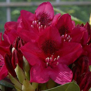 Rhododendron Nova Zembla - 7.5 Ltr Pot
