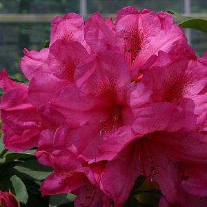 Rhododendron Van - 7.5 Ltr Pot