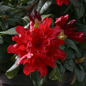 Rhododendron Elizabeth Hobbie - 3 Ltr Pot