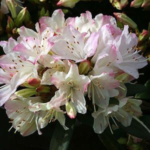Rhododendron Ginny Gee - 3 Ltr Pot