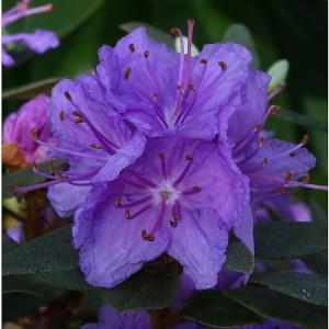 Dwarf Rhododendron Purple Gem - 3L Pot