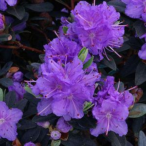 Rhododendron Ramapo - 3 Ltr Pot
