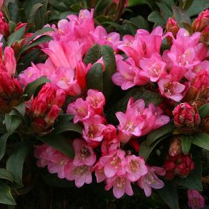 Dwarf Rhododendron Razorbill - 3L Pot