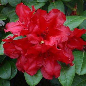 Rhododendron Scarlet Wonder - 3 Ltr Pot