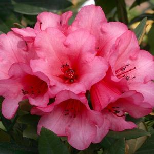 Dwarf Rhododendron Winsome - 3L Pot