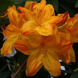 Azalea Arneson Gem - 5 Ltr Pot