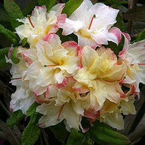 Azalea Cannons Double - 5 Ltr Pot