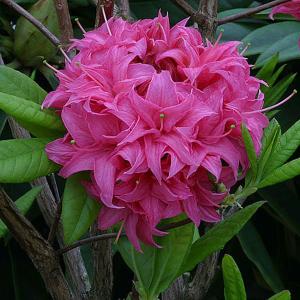 Azalea Homebush - 5 Ltr Pot
