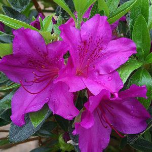 Azalea Blue Danube - 3 Ltr Pot