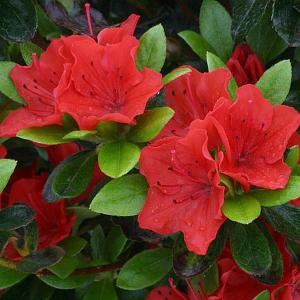 Azalea Geisha Orange - 3 Litre