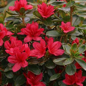Azalea Hino Crimson - 3 Ltr Pot
