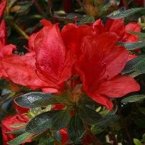 Evergreen Azalea Orange King - 3L Pot