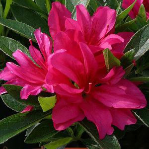 Azalea Rosa - 8 Ltr Pot
