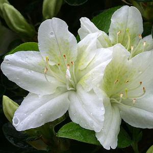 Azalea Snow White - 3 Ltr Pot