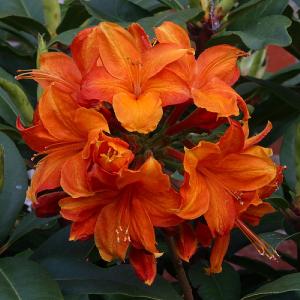 Deciduous Azalea Golden Eagle 5L