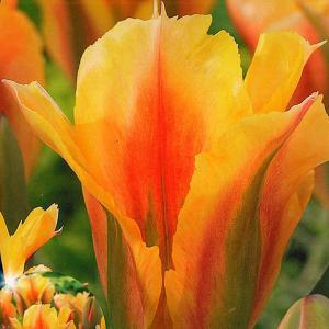 Tulip Viridiflora Golden Artist - (8 Bulbs)