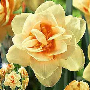 Narcissus Double Manly - (5 Bulbs)