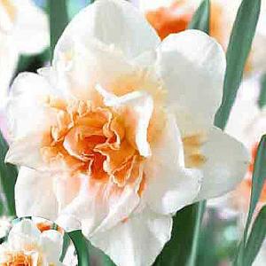 Narcissus Double Replete - (5 Bulbs)