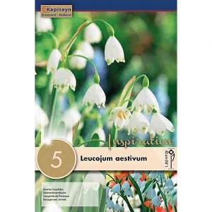 Leucojum aestivum (5 Bulbs)
