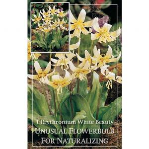 Erythronium White Beauty (1 Bulb)