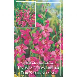 Gladiolus Byzantinus (15 Bulbs)