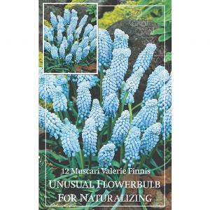 Muscari Valerie Finnis (12 Bulbs)