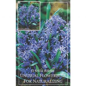 Scilla Bifolia (12 Bulbs)