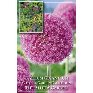 Allium Giganteum (1 Bulb)