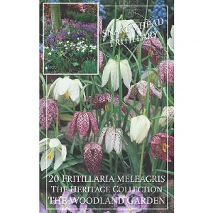 Fritillaria meleagris (20 Bulbs)