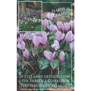 Cyclamen Hederifolium - (5 Bulbs)