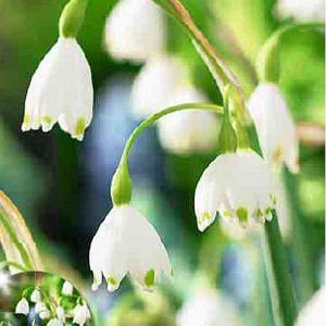 Leucojum Aestivum - (10 Bulbs)